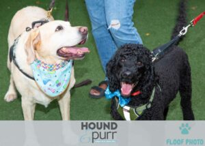 Our 5th Anniversary - Hound and Purr